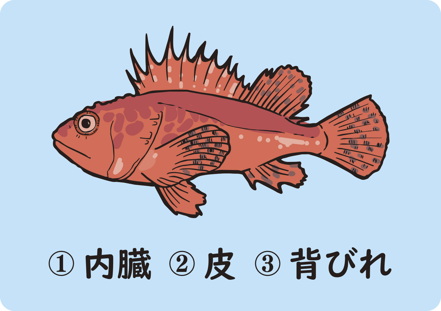 カサゴクイズ第2問のイラスト